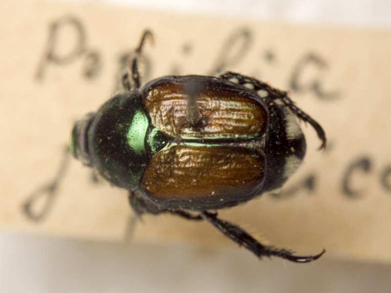 Popilia japonica Newman